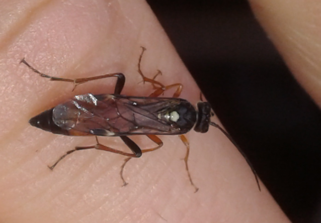 Tenthredinidae da ID: Tenthredopsis sp.